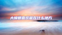 大蟑螂喜歡藏在什么地方
