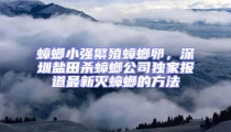 蟑螂小強繁殖蟑螂卵,深圳鹽田殺蟑螂公司獨家報道最新滅蟑螂的方法