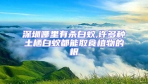 深圳哪里有殺白蟻,許多種土棲白蟻都能取食植物的根