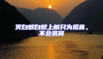 滅白蟻白蟻上樹只為覓食,不會筑窩