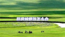 廚房蟑螂多怎么辦