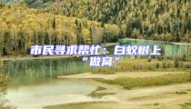 市民尋求幫忙:白蟻樹上“做窩”