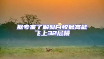 據(jù)專家了解到白蟻最高能飛上32層樓