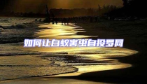如何讓白蟻害蟲自投羅網