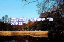 忽冷忽熱 今年蚊子“香火不旺”