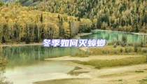 冬季如何滅蟑螂