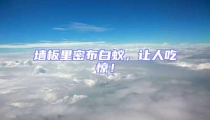 墻板里密布白蟻,讓人吃驚!