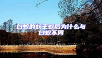 白蟻的蟻王蟻后為什么與白蟻不同