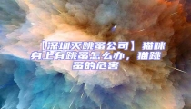 【深圳滅跳蚤公司】貓咪身上有跳蚤怎么辦,貓跳蚤的危害