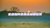 家庭如何使用殺蟑螂膠餌