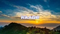 長頭大白蟻