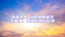 深圳殺蟲 白色蟑螂是怎么回事,蟑螂也得白化病