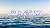 【跳蚤怎么消滅】家里發現跳蚤,教你徹底消滅它們