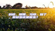 螞蟻、蝴蝶、馬蜂、知了,是益蟲還是害蟲?