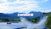 白蟻的種類