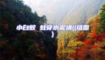 小白蟻 蛀穿水泥墻((組圖)