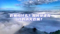 蒼蠅怕什么?如何快速有效的消滅蒼蠅?