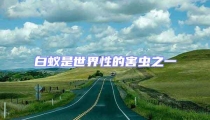 白蟻是世界性的害蟲之一