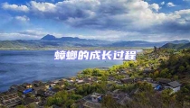 蟑螂的成長過程