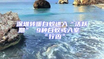深圳轉暖白蟻進入“活躍期” 9種白蟻或入室“行兇”