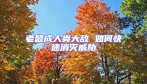 老鼠成人類大敵 如何快速消滅威脅