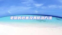 老鼠的危害及其防治方法