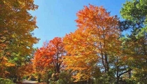 怎么樣消殺蚊、清除蚊蟲孳生地預防登革熱