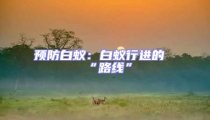 預防白蟻:白蟻行進的“路線”