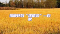 搞破壞的“建筑師”--白蟻