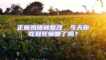 正新雞排被整改,今天你吃到死蟑螂了嗎?