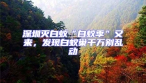 深圳滅白蟻“白蟻季”又來,發(fā)現(xiàn)白蟻巢千萬別亂動