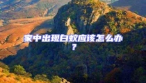 家中出現(xiàn)白蟻應該怎么辦?