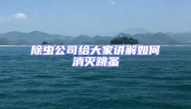 除蟲公司給大家講解如何消滅跳蚤
