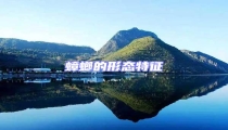 蟑螂的形態特征