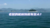 老鼠的能耐到底有多大?