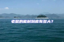 老鼠的能耐到底有多大？