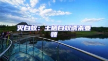 滅白蟻:土棲白蟻誘殺要領