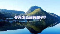 冬天怎么還有蚊子?