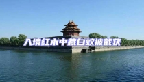 入境紅木中藏白蟻被截獲