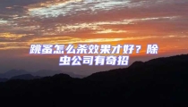 跳蚤怎么殺效果才好?除蟲公司有奇招