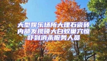 大型娛樂場所大理石瓷磚內部發現碩大白蟻巢穴驚嚇到消殺服務人員