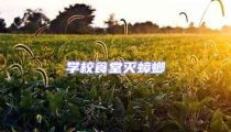 學(xué)校食堂滅蟑螂