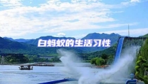 白螞蟻的生活習性