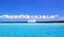 昆明現大量“小飛蟲”為白蟻