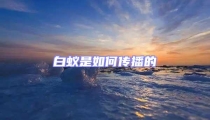 白蟻是如何傳播的