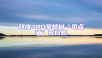 印度700歲榕樹“吊點滴”滅白蟻