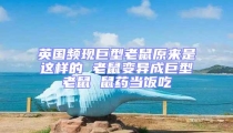 英國頻現(xiàn)巨型老鼠原來是這樣的 老鼠變異成巨型老鼠 鼠藥當(dāng)飯吃