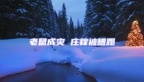 老鼠成災 莊稼被糟蹋