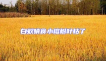 白蟻啃食小榕樹(shù)葉枯了