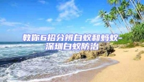 教你6招分辨白蟻和螞蟻-深圳白蟻防治